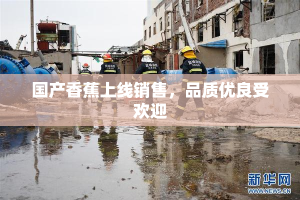 国产香蕉上线销售，品质优良受欢迎