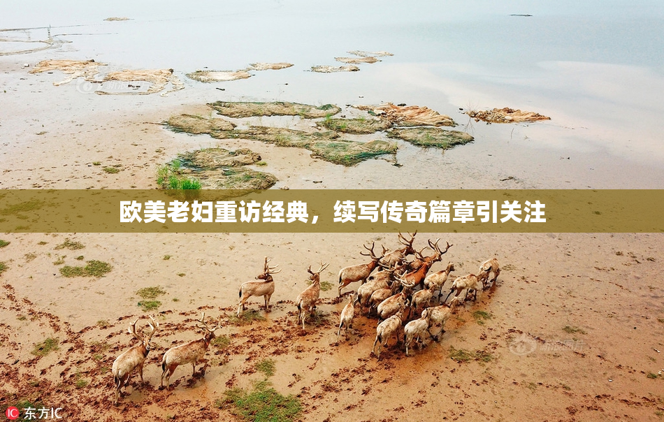 欧美老妇重访经典，续写传奇篇章引关注