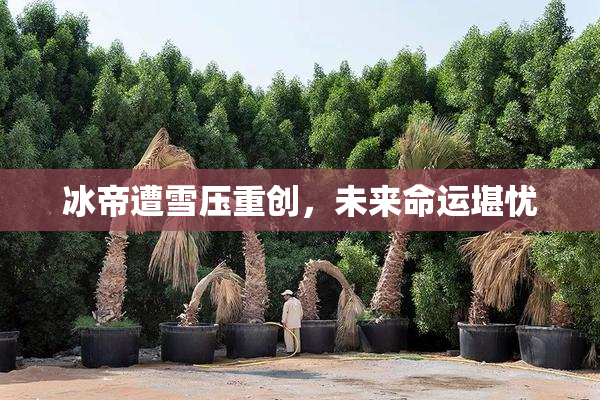 冰帝遭雪压重创，未来命运堪忧