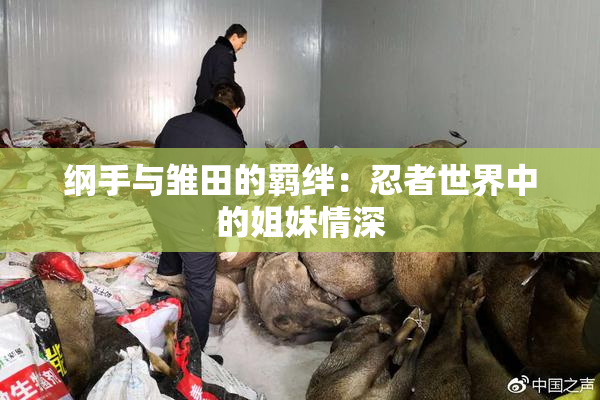 纲手与雏田的羁绊：忍者世界中的姐妹情深