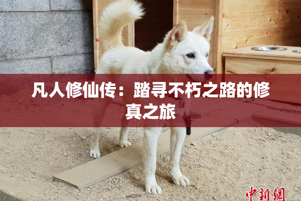 凡人修仙传：踏寻不朽之路的修真之旅
