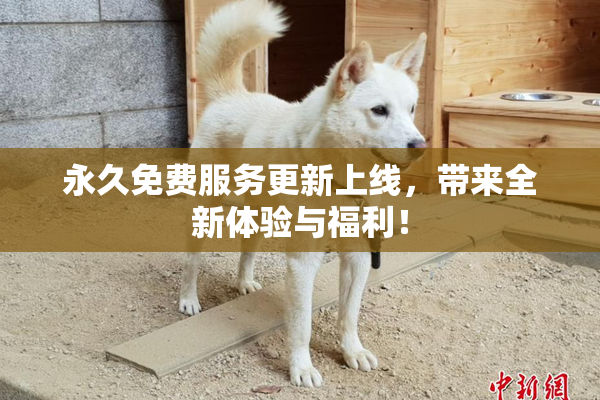 永久免费服务更新上线，带来全新体验与福利！