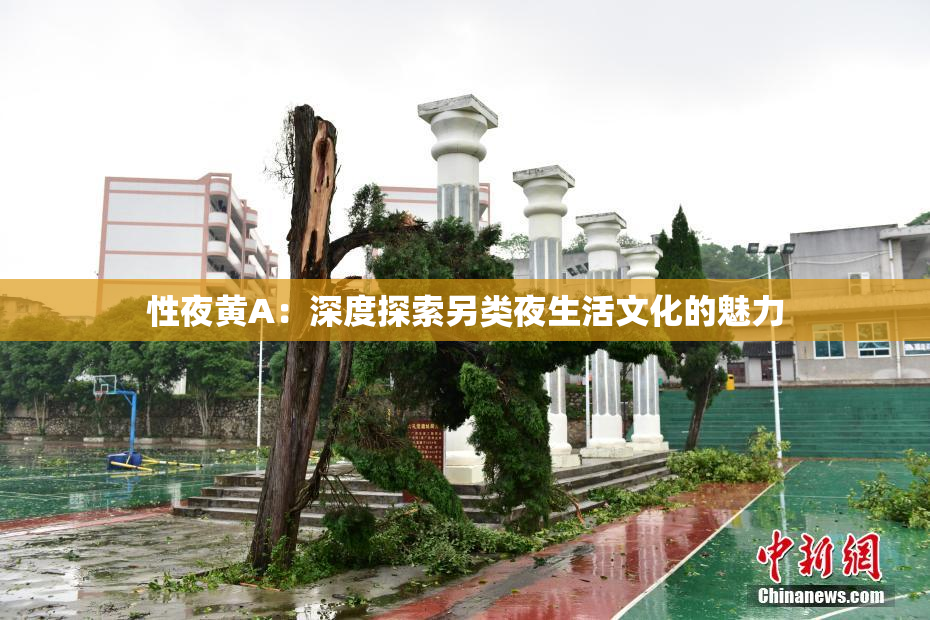 性夜黄A：深度探索另类夜生活文化的魅力