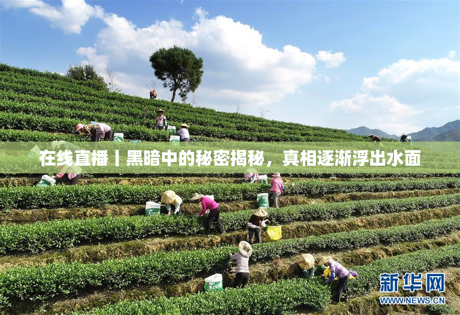 在线直播丨黑暗中的秘密揭秘，真相逐渐浮出水面