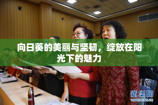 向日葵的美丽与坚韧，绽放在阳光下的魅力