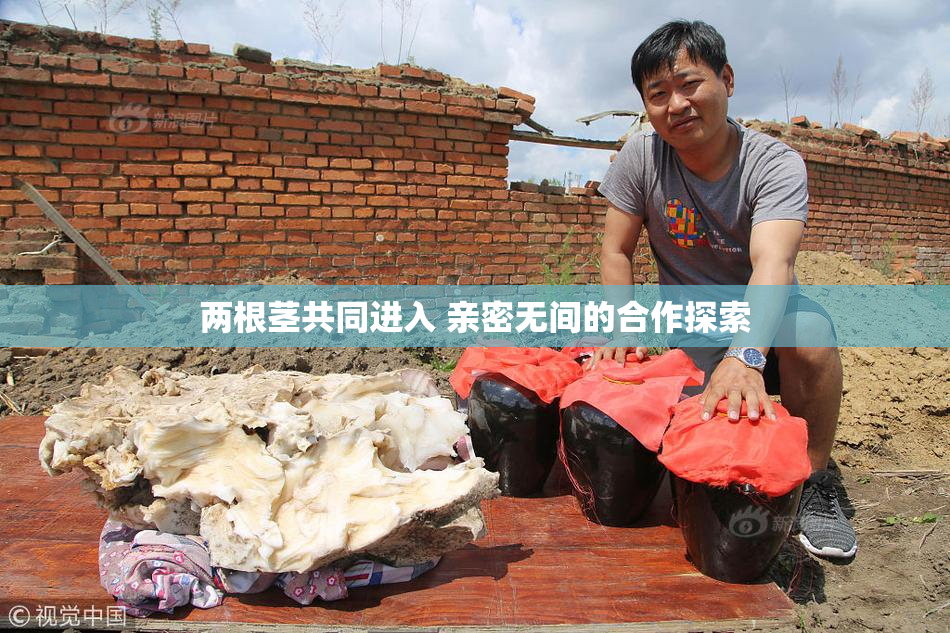 两根茎共同进入 亲密无间的合作探索