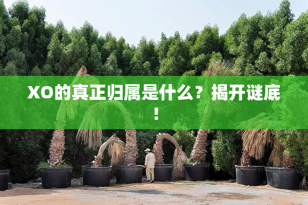 XO的真正归属是什么？揭开谜底！